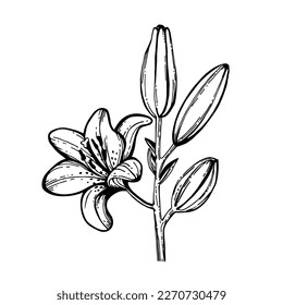 Lirio lineal blanco y negro,,ilustración vectorial, flor gráfica, lirio con una línea