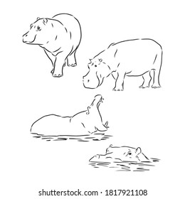 black and white linear paint draw Hippo vector illustration. Hippo vector sketch illustration