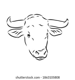 black and white linear paint draw bull vector illustration. bull vector sketch illustration