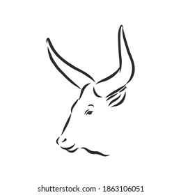 pintura lineal blanca y negra dibuja la ilustración del vector del toro. ilustración de esbozo vectorial de toro