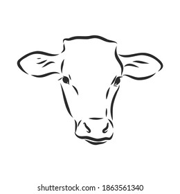 black and white linear paint draw bull vector illustration. bull vector sketch illustration