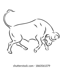 black and white linear paint draw bull vector illustration. bull vector sketch illustration