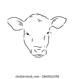 black and white linear paint draw bull vector illustration. bull vector sketch illustration