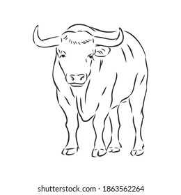 pintura lineal blanca y negra dibuja la ilustración del vector del toro. ilustración de esbozo vectorial de toro
