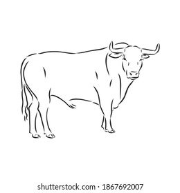 Brahman Cow Breeds Domestic Cattle Flat Stock Vector (Royalty Free ...