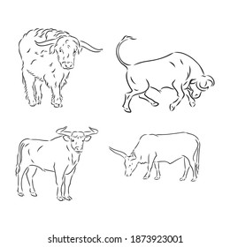 black and white linear paint draw bull vector illustration. bull vector sketch illustration