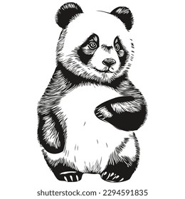 Black and white linear paint draw Panda vector illustration Pandas
