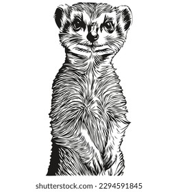 Black   white linear paint draw Meerkat vector illustration Meerkats
