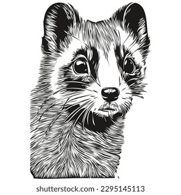 Black and white linear paint draw Ferret vector illustration polecat
