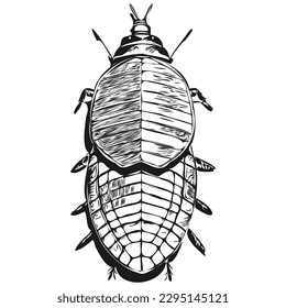 Black and white linear paint draw cockroach vector illustration cockroaches
