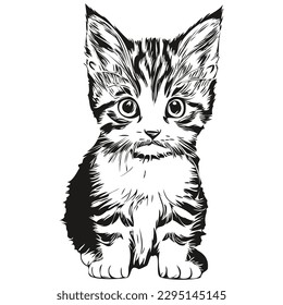 Black and white linear paint draw Cat vector illustration kitten
