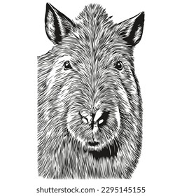 Black and white linear paint draw Capybara vector illustration capybaras
