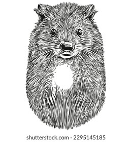 Black and white linear paint draw beaver vector illustration beavers
