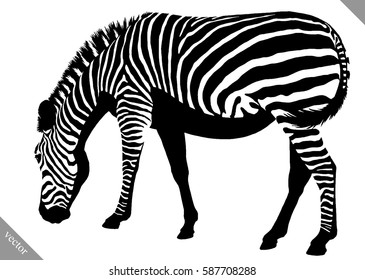 black and white linear paint draw zebra vector illustration