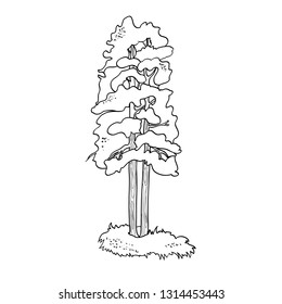 Black and white, linear pattern in vector, big tree, tree of life