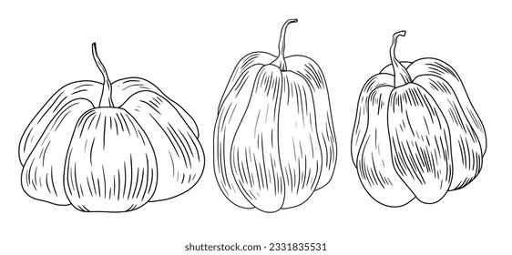 Calabazas lineales blancas y negras aisladas sobre fondo blanco. Elementos de diseño para Halloween. Arte de línea. Ilustración de estilo grabado con calabazas.
