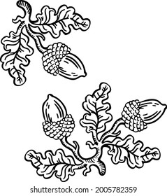 black and white linear sign, designation of oak with acorns, hand drawn illustration vector