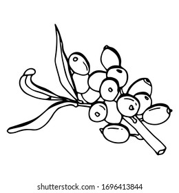 Black and white linear twig with sea buckthorn. Stock illustration. White background, isolate.