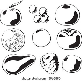 Black and white lineart Illustration of fruits, hand-drawn look: tangerine, blueberries, grapefruit, melon, passionfruit, persimmon, avocado, raspberry, lime