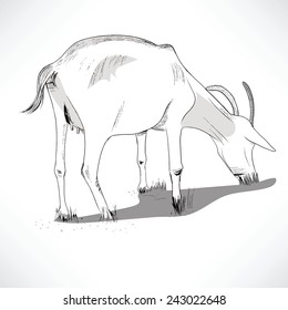Black and white lineart illustration of a horned goat eating grass