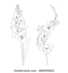 Black and white line-art image of a flower gladiolus. Floral blooming gladiolus hand drawn  illustration sketch.