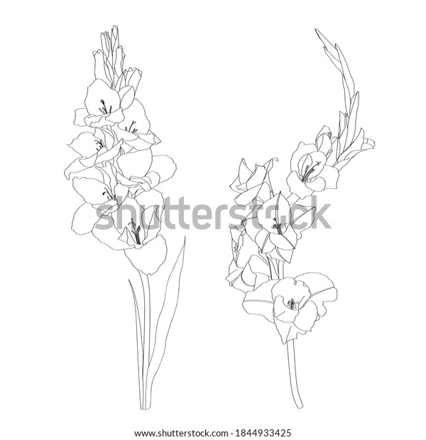 Black White Lineart Image Flower Gladiolus Stock Vector (Royalty Free ...