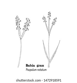 Black and white llustration of Bahia grass, Paspalum notatum with leaves, stems and polen. Hand drawing isolated on white background. Vector.