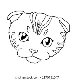 Black and white lop-eared Scottish cat