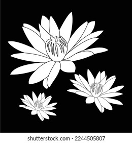 black and white lotus flower is simple and luxurious, suitable for use in all fields, especially those related to the plant world