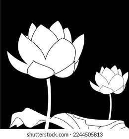 black and white lotus flower is simple and luxurious, suitable for use in all fields, especially those related to the plant world