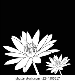 black and white lotus flower is simple and luxurious, suitable for use in all fields, especially those related to the plant world