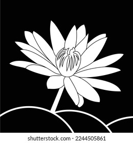 black and white lotus flower is simple and luxurious, suitable for use in all fields, especially those related to the plant world