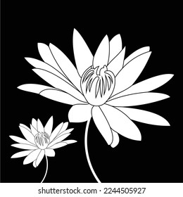 black and white lotus flower is simple and luxurious, suitable for use in all fields, especially those related to the plant world