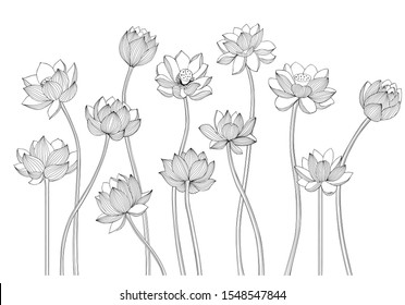 Black and white Lotus flowers isolated vector drawing. Botanical illustration.