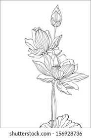 Black and white lotus - vector - on white background