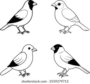 Black and White Luna Finch Bird Line Art Illustration Set