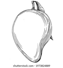 Black and white mango element on white background. Mango tropical fruit sketch drawing vector. Engraved isolated organic food.  Antique vintage illustration for design invitation, cards, posters.