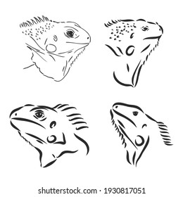 Black and white Mexican Iguana with patterns on a white background