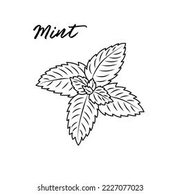 Black and white mint illustration isolated on white background. Hand drawing doodle herb vector illustration.