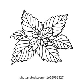 Black and white mint isolated on white background. Vector stock illustration. Hand drawing doodle herb.