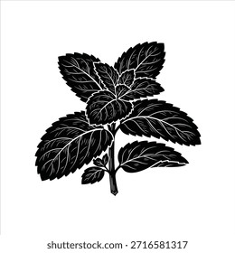 Hojas de menta blancas y negras de Vector. Diseño gráfico de primavera de planta de hierba aromática. Silueta de ingredientes culinarios frescos para proyectos de cocina, salud y naturaleza.