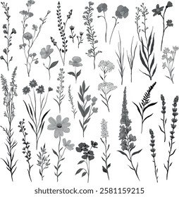 Black and white monochrome vector illustration of various wildflowers and delicate plants arranged artistically on a white background