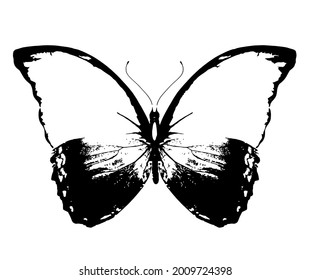 Black and white Morpho butterfly , isolated on the white background. Vector