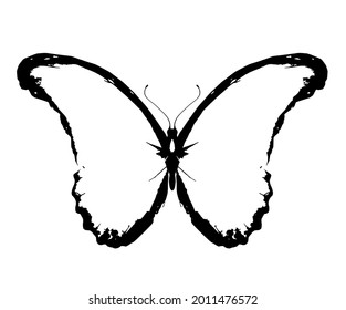 Black and white Morpho butterfly , isolated on the white background. Vector