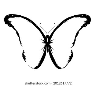 Black and white Morpho butterfly , isolated on the white background. Vector