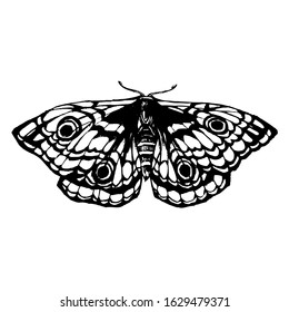 Black and white moth, battefly. Hand drawn stock vector illustration isolated on white background. Sketch for tattoo and coloring book page