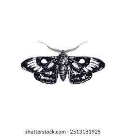 Black and white moth illustration with spread wings. Vector illustration design.