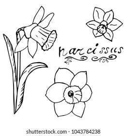 Black and white narcissus. Vector illustration