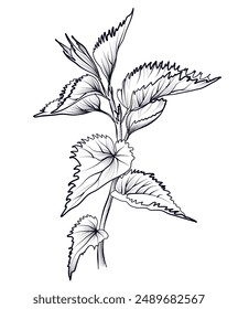 black and white nettle pattern vector illustration