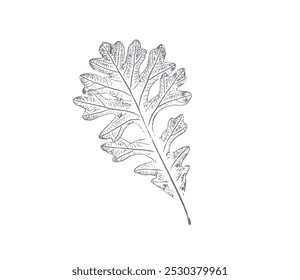 Black and white oak leaf or leaves botanical print. Plain leaf sketched art on plain white background.